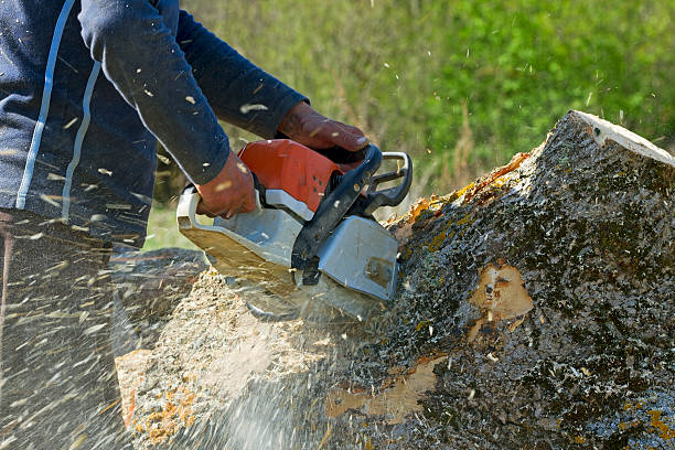 How Our Tree Care Process Works  in  Caledonia, MN